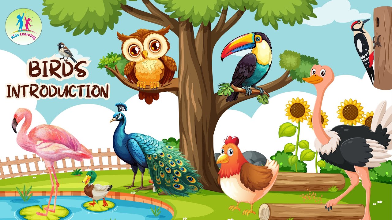 Birds Introduction | Educational Video for Kids