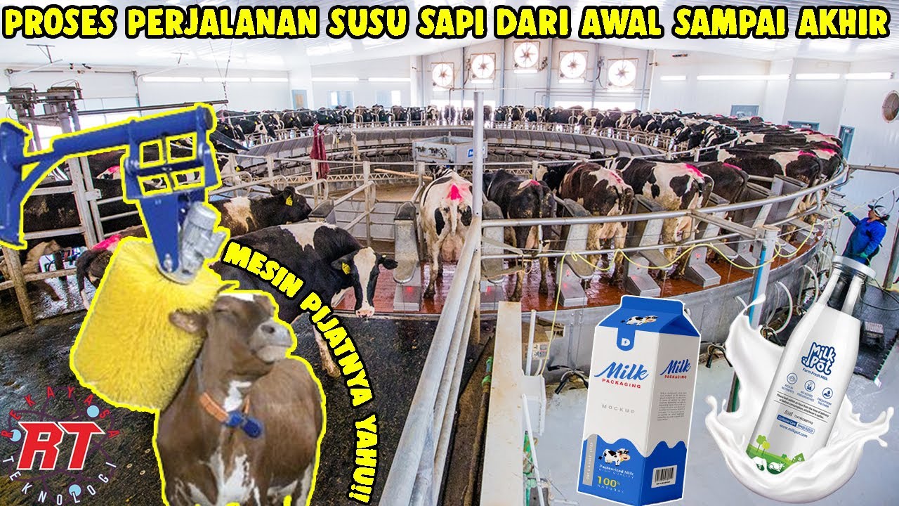 BEGINI TEKNOLOGI PETERNAKAN SAPI HOLSTEIN | PERJALANAN SUSU SAPI SEGAR DARI AWAL SAMPAI AKHIR