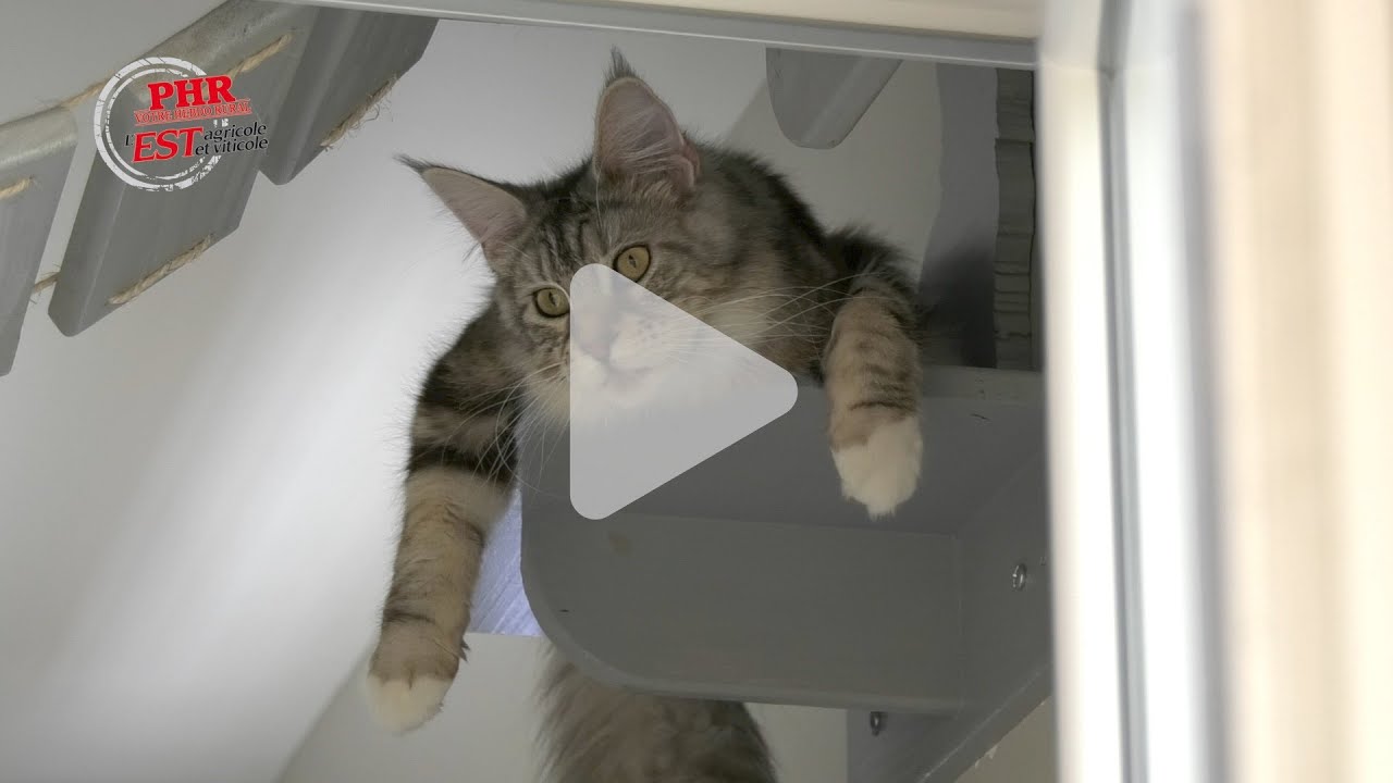 Pierre Meyer, céréalier et éleveur de chats Maine coon