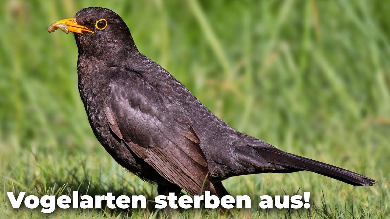 Alarmierendes Vogelmassensterben - Ganze Vogelarten ausgel&ouml;scht! - Clixoom nature