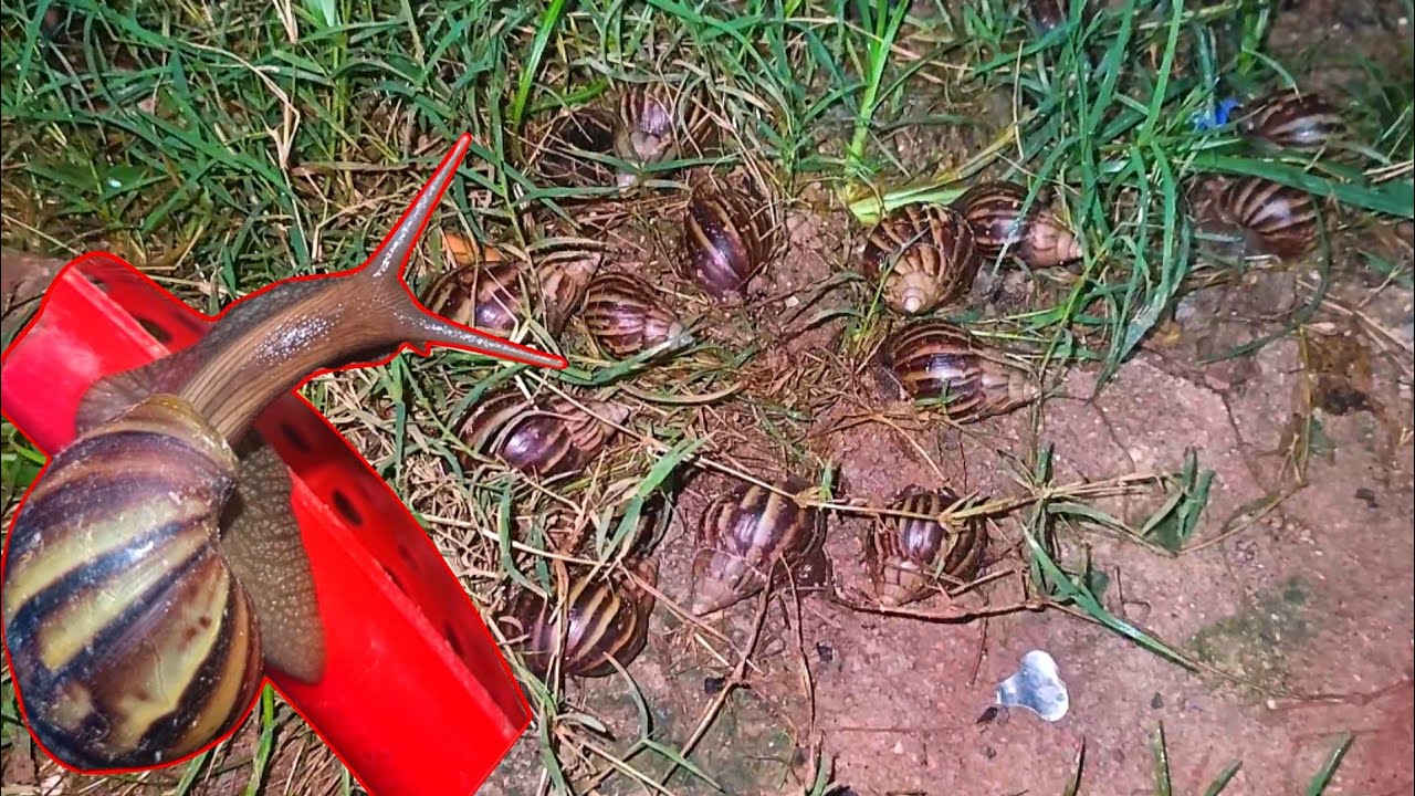 🐌 Amazing Snail Time-Lapse – Relaxing Nature Video