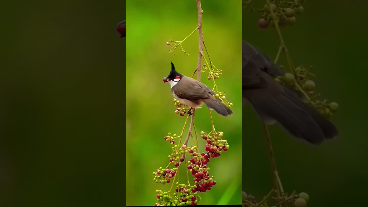 Red Velvet Birds | Beautiful birds video #nature #birds #ytshorts #wildlife