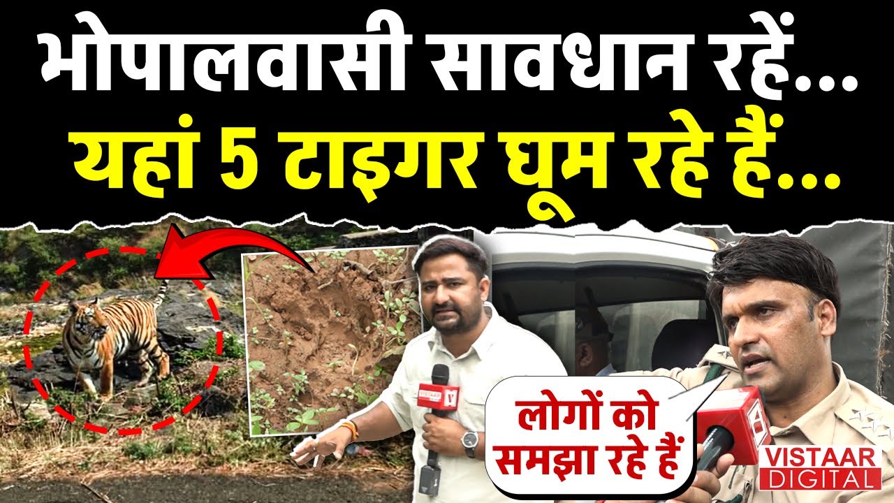 Bhopal के Kaliyasot Dam के पास घूम रहे 5 Tiger, लोगों में दहशत, High Alert पर Forest Department