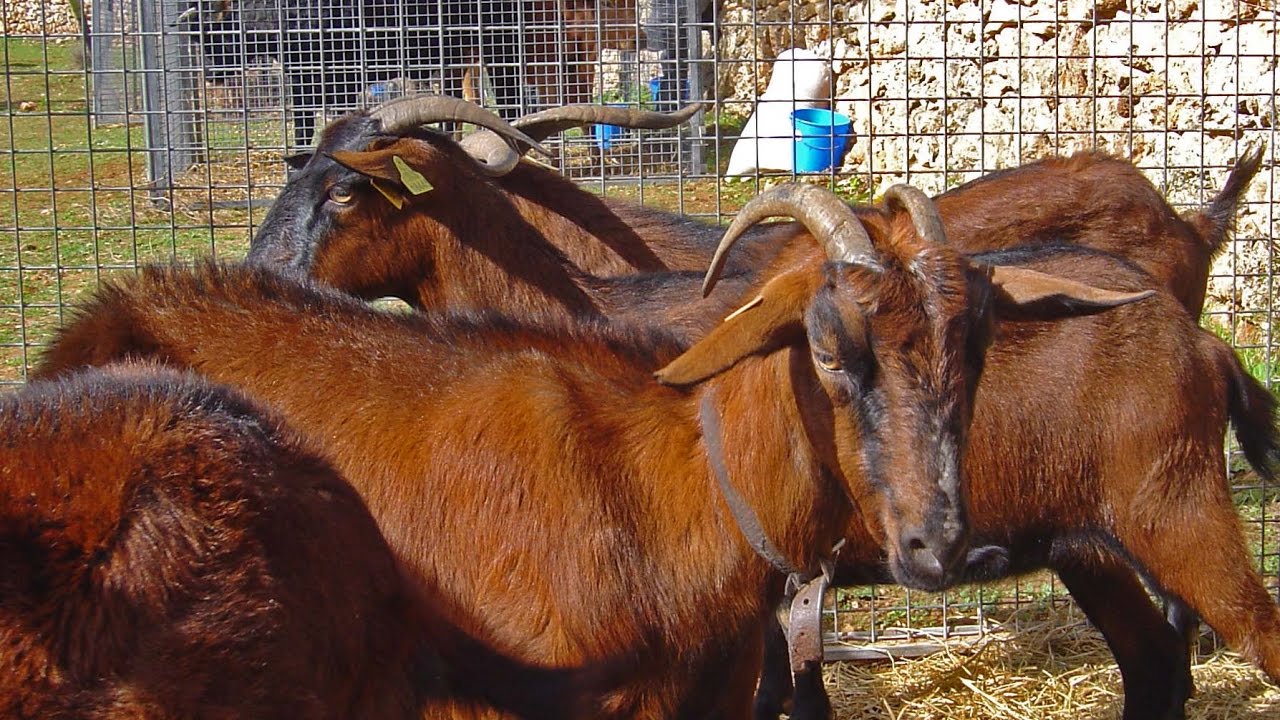 La raza caprina mallorquina