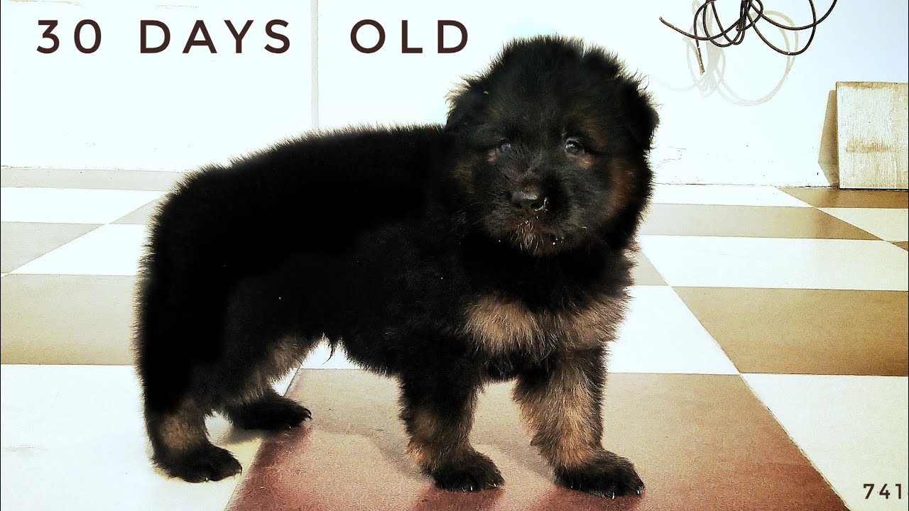 1 Month Old Long Coat German Shepherd puppy | GSD Puppies playing