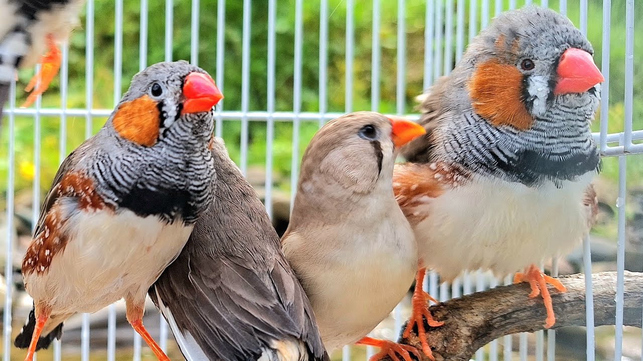 Zebra finches singing sound: zebra finches make good memories of singing together in this area.