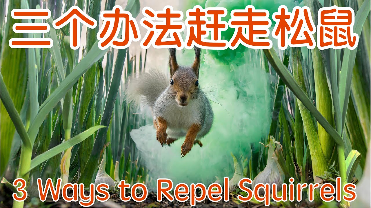 防松鼠的“化学武器”与“常规武器” Organic "Chemical weapon" and "conventional weapon" against squirrels