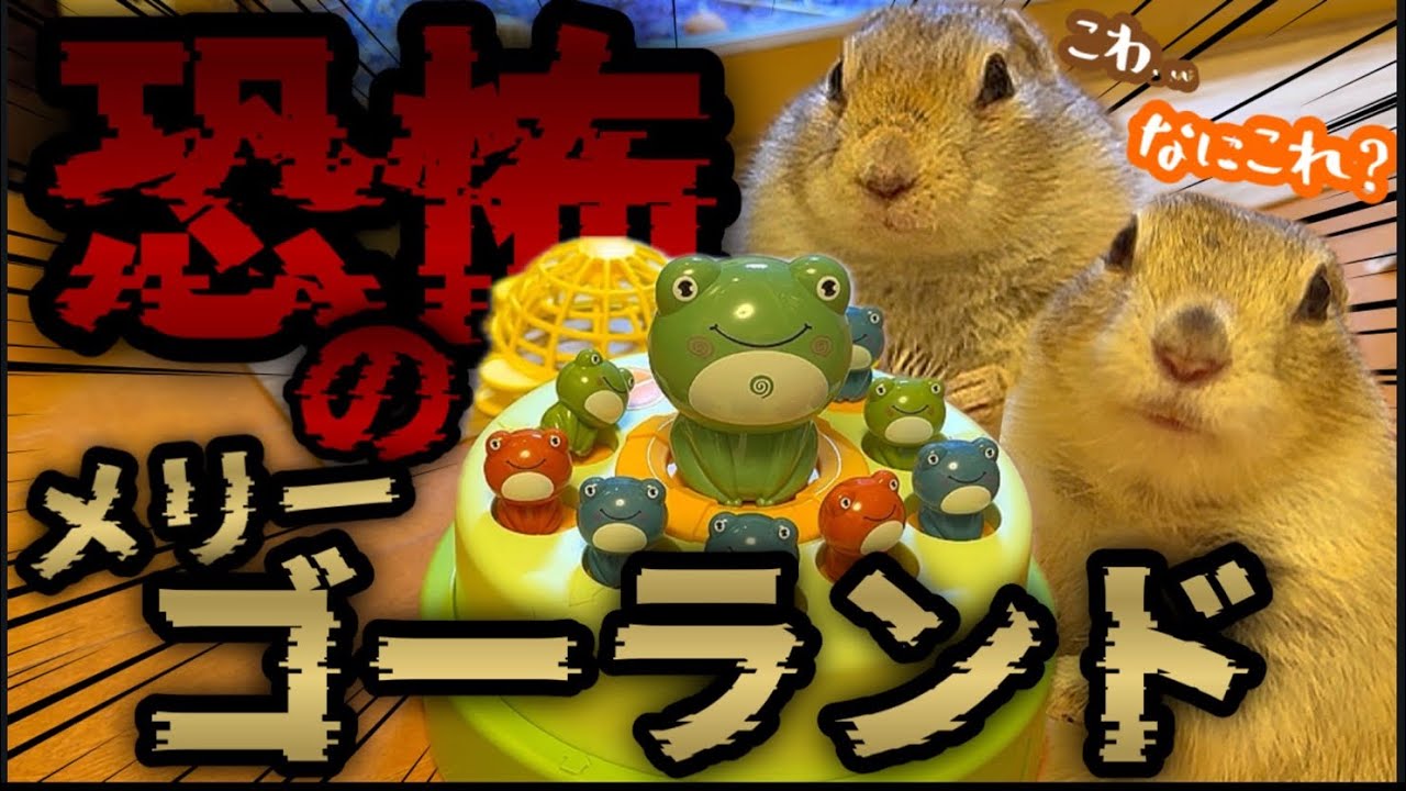 【⚠️超危険⚠️】恐怖のメリーゴーランドでリスと遊んでみた🐿️‼️#らむらむちゃんねる #こばん #ごろり #リチャードソンジリス #玩具 