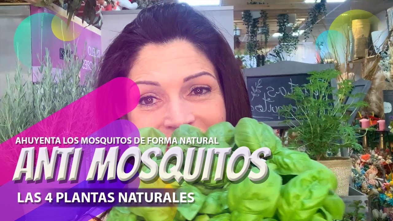 4 plantas anti-mosquitos😱 | Ahuyenta los mosquitos de forma natural