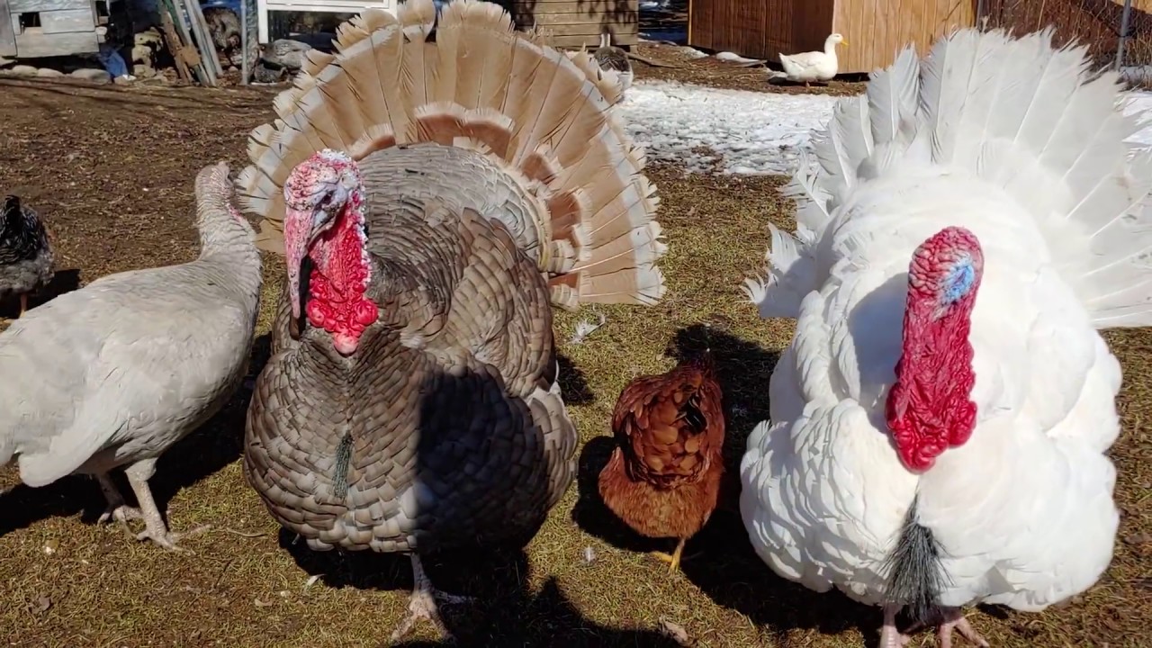 The Birds Try Watermelon.