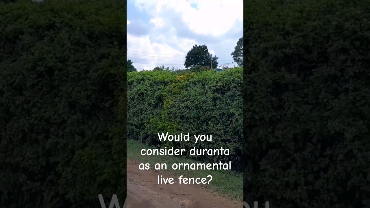 Duranta live fence idea #landscaping #gardening #landscape #realestate #ornamentalplants #fences