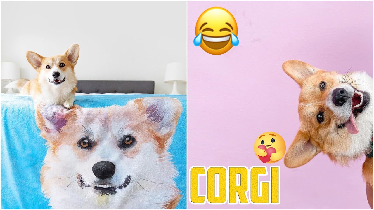 Funny corgi videos try not to laugh - cutest corgi compilation 2020 #3