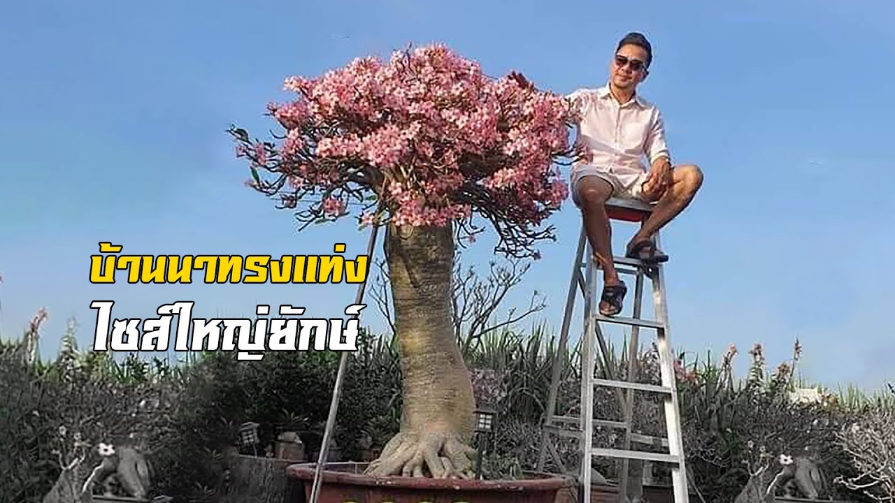 บุกรัง! เพชรบ้านนา ทรงแท่งไซส์ใหญ่ยักษ์ ของพี่มณฑล ท้าวทอง จ.พิจิตร โทร.063 325 5995