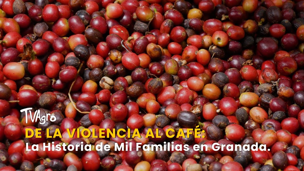 De la Violencia al Café: La Historia de Mil Familias en Granada - TvAgro por Juan Gonzalo Angel