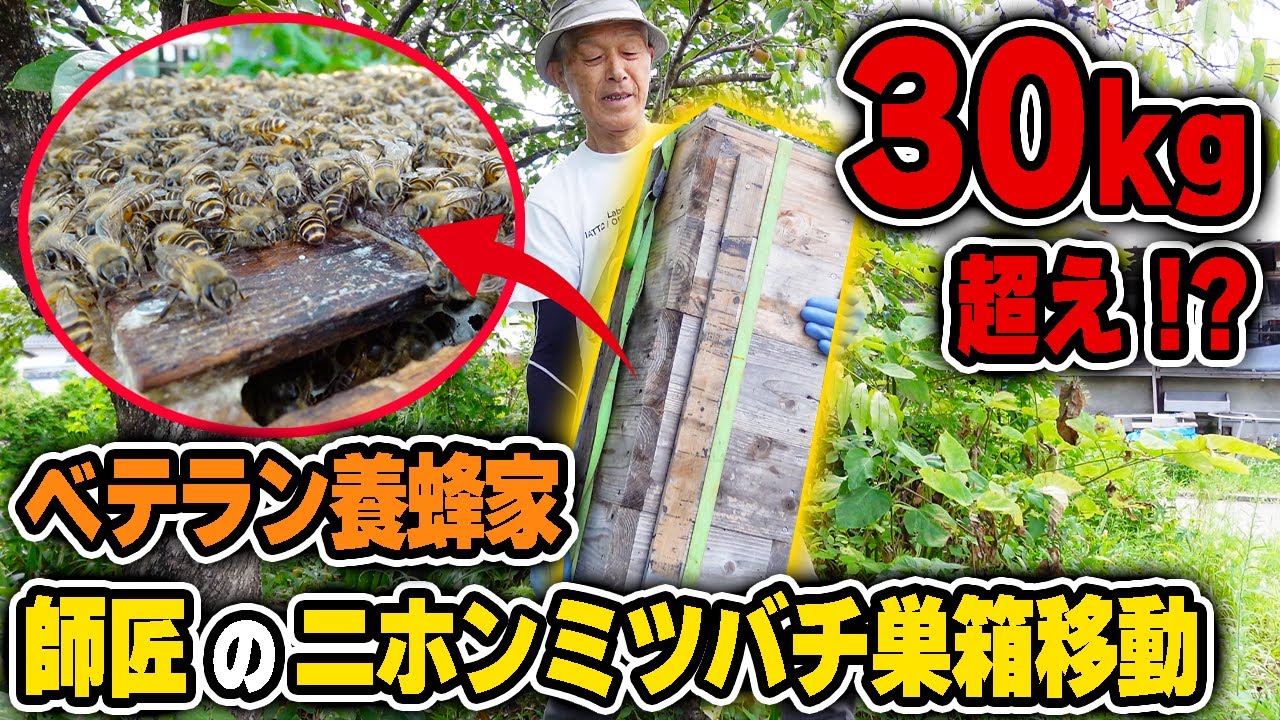 30kg超え！？ベテラン養蜂家のニホンミツバチ巣箱移動