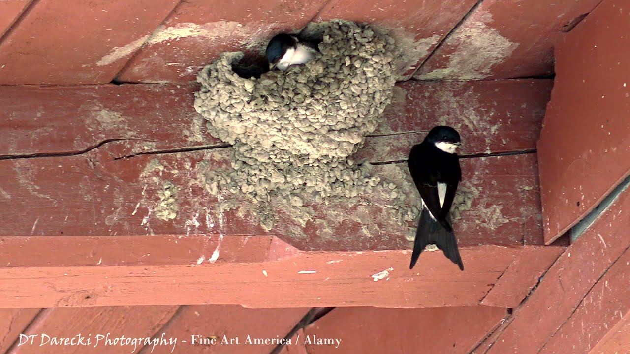 Jaskółka oknówka / Common house martin / Belorítka obyčajná / Городская ласточка / Delichon urbicum