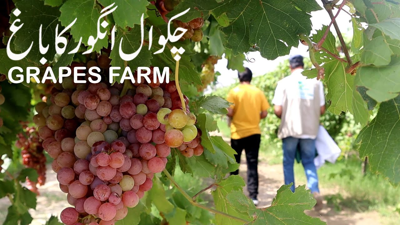 PUNJAB'S LARGEST Organic GRAPES FARM