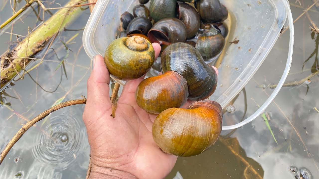 I found many snails in the lake. There are red snails and black snails.