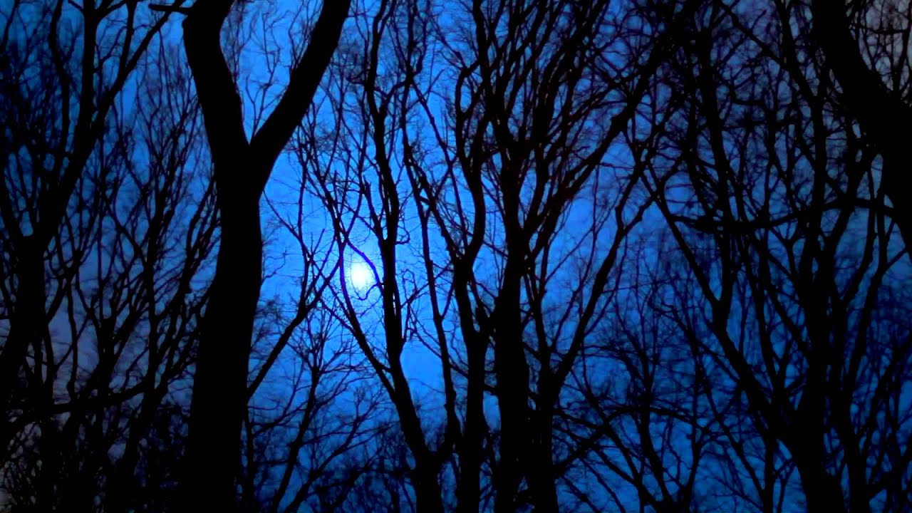 The Dark Forest At Night - Stock Video - OrangeHD.com