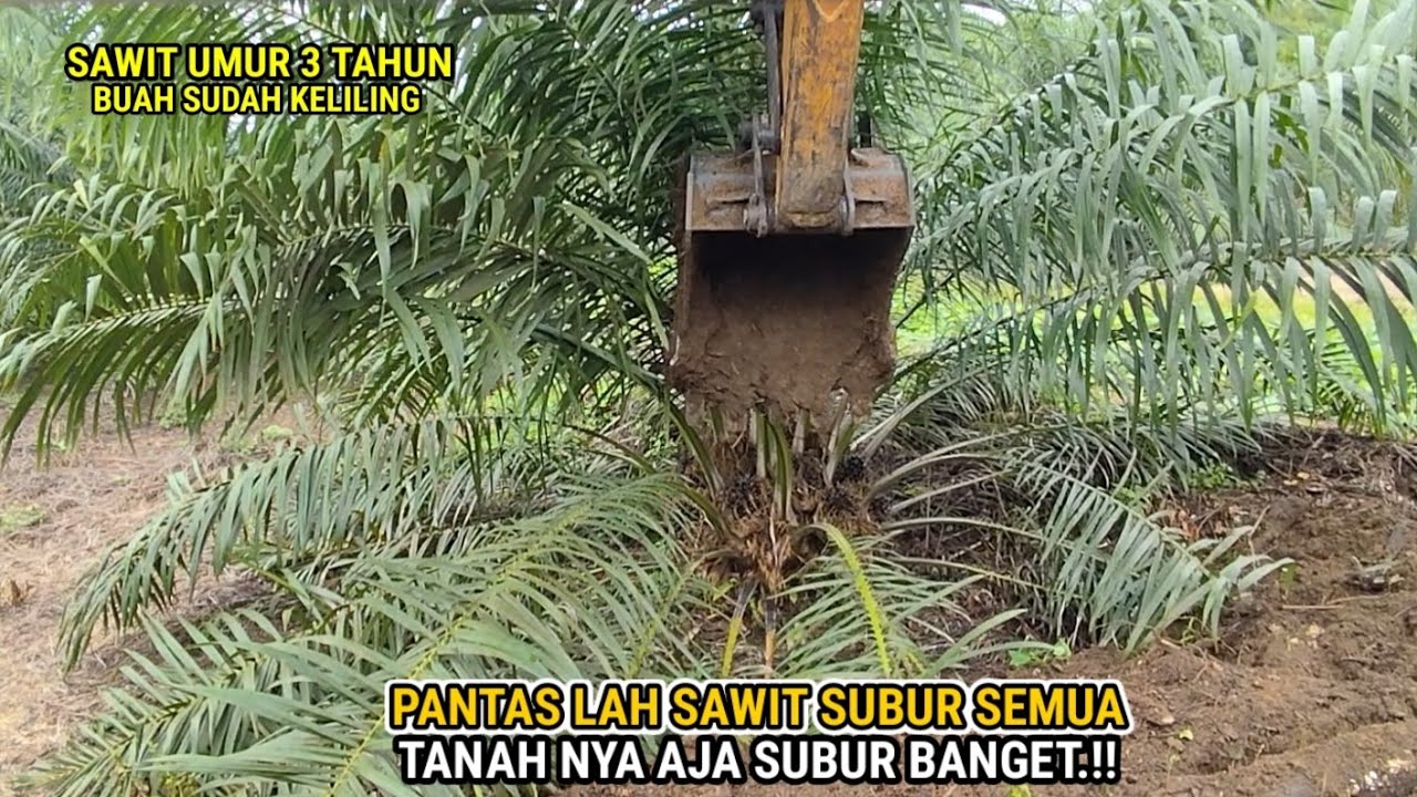 Tidak kalah dengan sawit PT Lokasi strategis tanah nya subur pantas lah sawit nya super semua