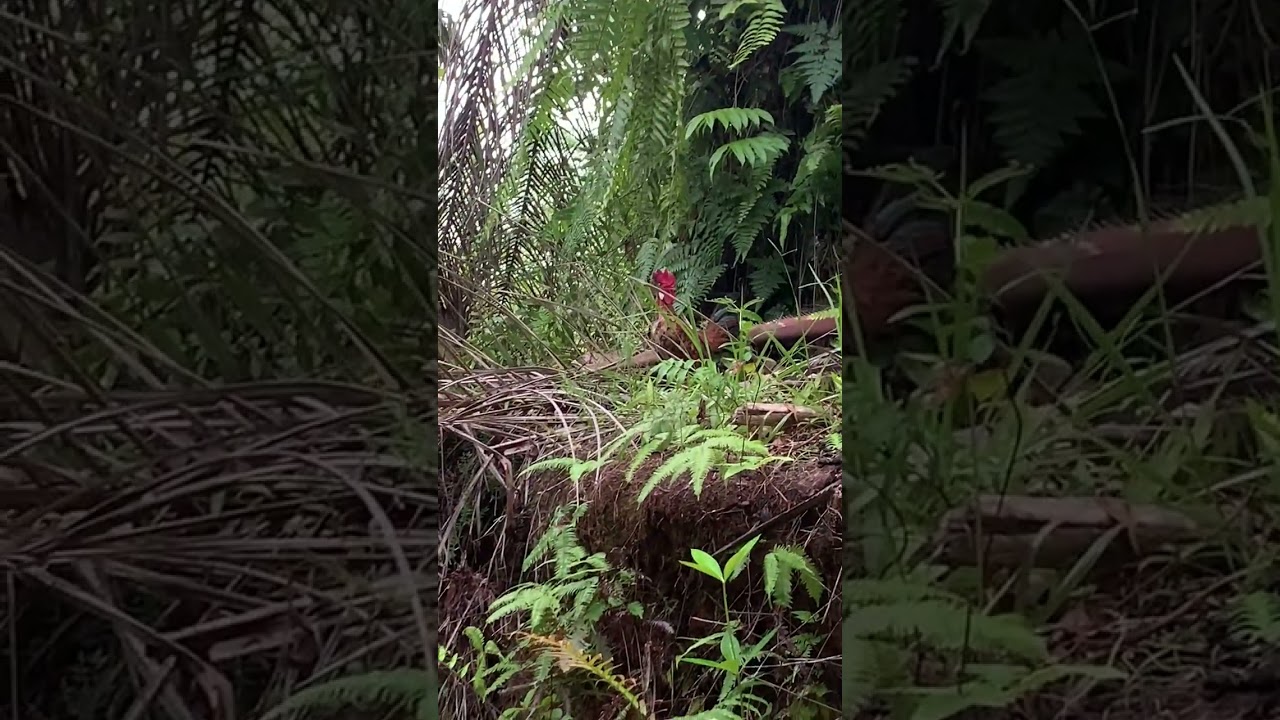 Ini jadinya jika terlalu lengah ketika mikat ayam hutan #boleng #mikatayamhutansumatera #mikatayam