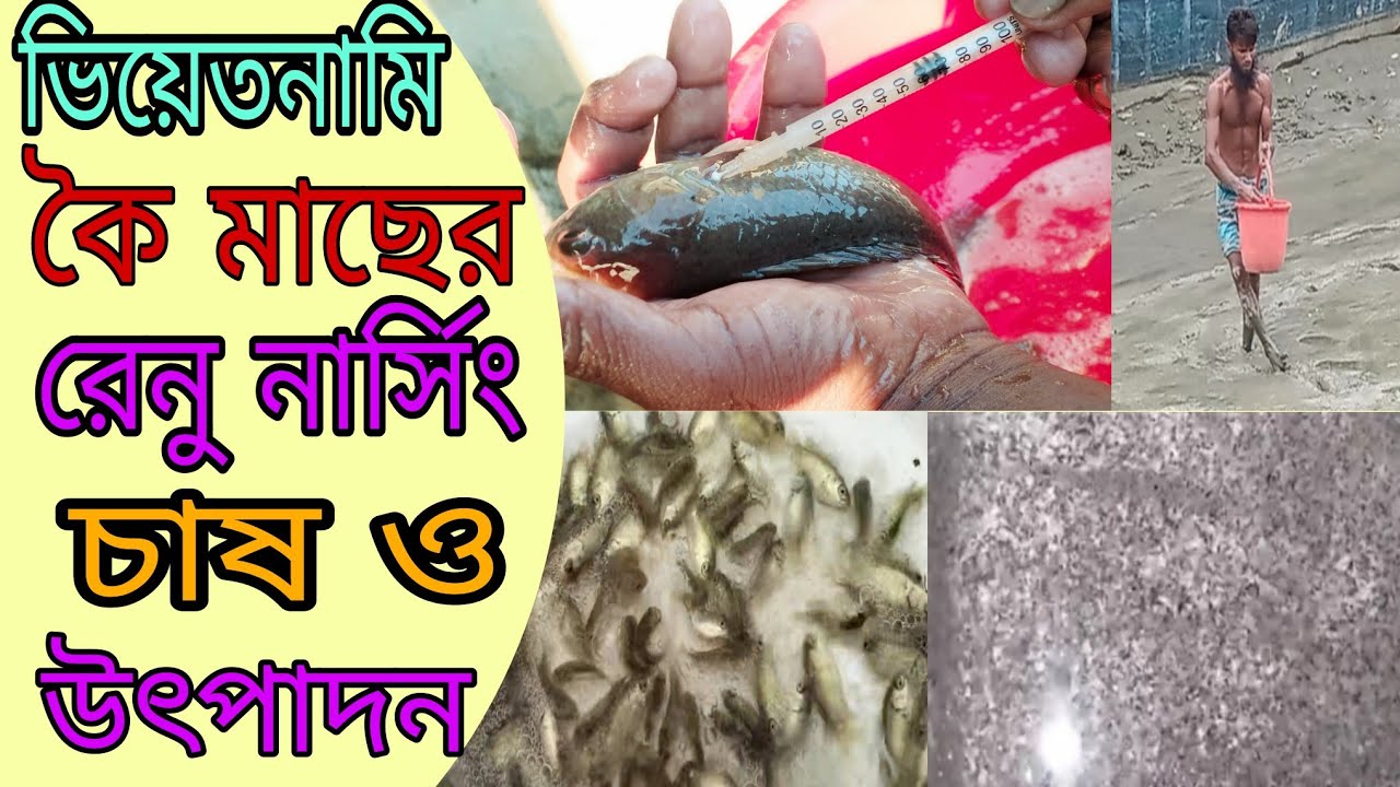 কৈ মাছের রেনু নার্সিং চাষ ও উৎপাদন01739653022)-(01645177018