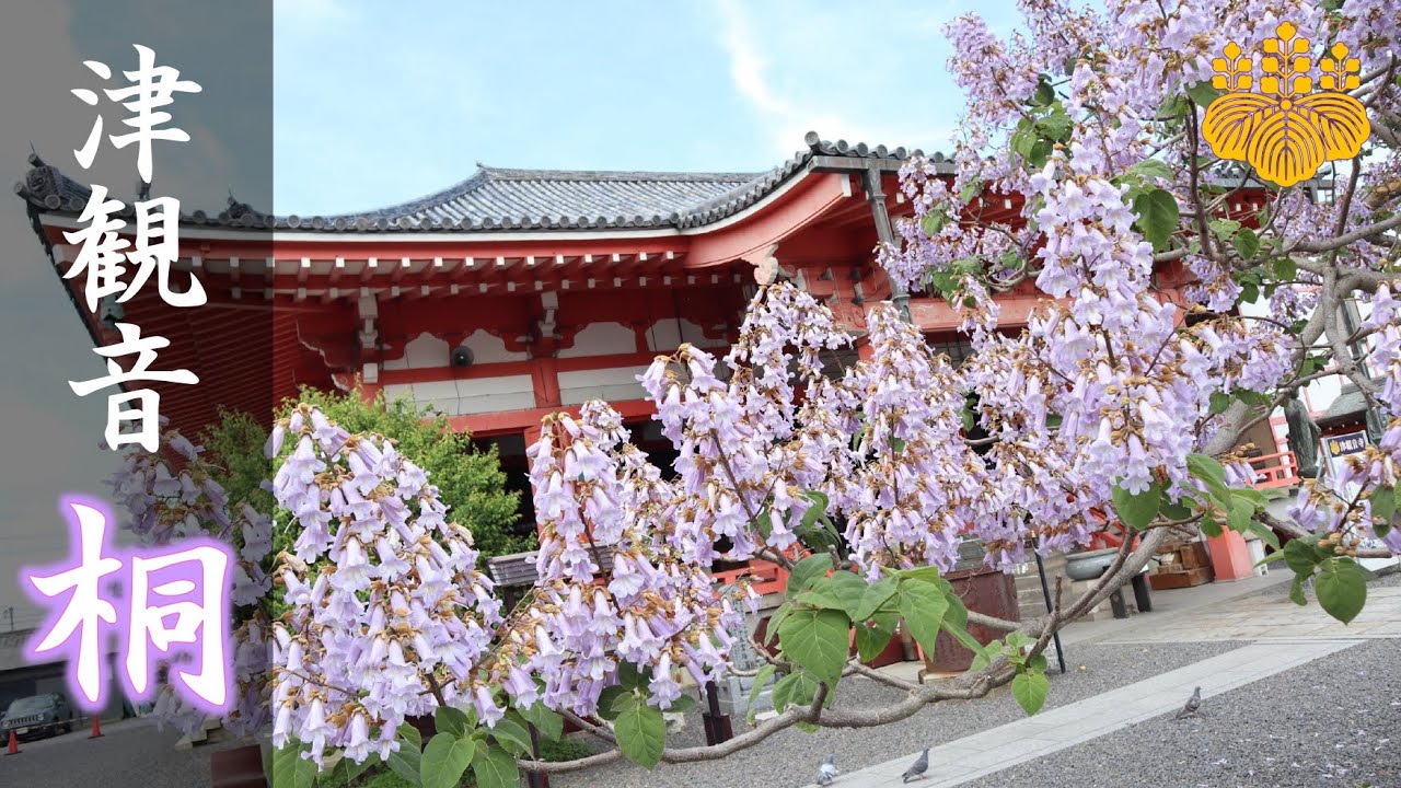 【津観音の桐】桐の花　Paulownia of Tsukannon