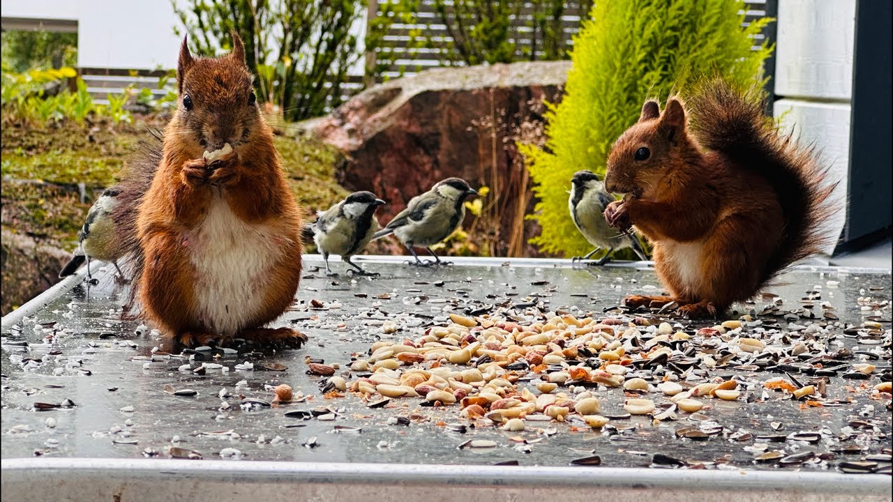 🐿️Forest Cafe💚🌲🦌🕊️🐾