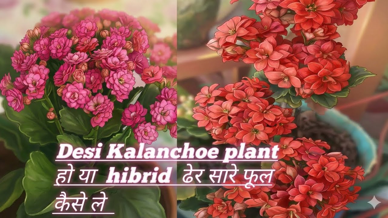 Kalanchoe plant ki care , soil mix and propogation 