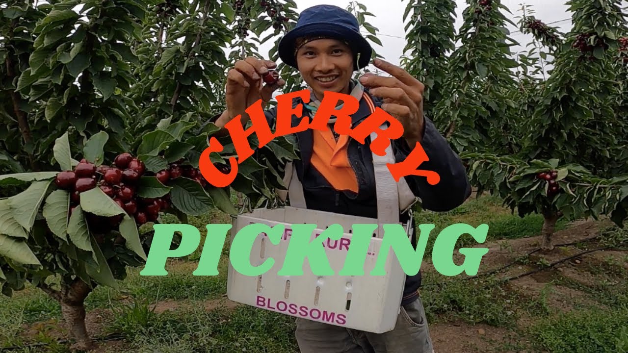 Thu Hoạch Quả Cherry ở Úc - Picking Cherry in Australia