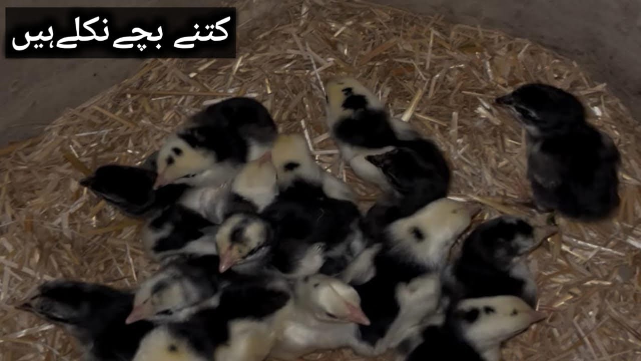 کس مرغ کے بچے نکل چکھے ہیں