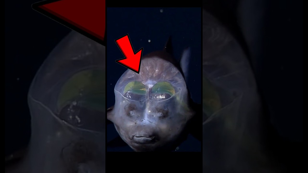 Eyes inside Skull? Barreleye Fish 😱💀