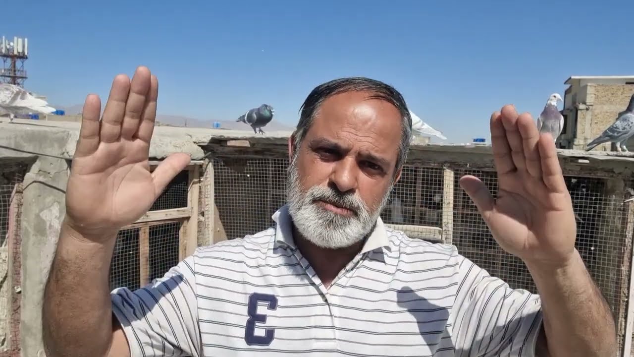 Kabotaro ka training practically #pigeon #birds #support 