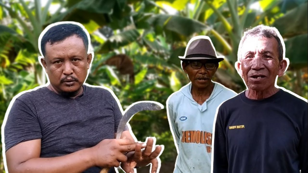 Target 100 Juta Pertahun Dari Pemberdayaan Petani Pisang Candi