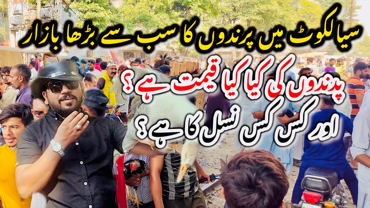 Sialkot Bird market | mehar moman city sialkot