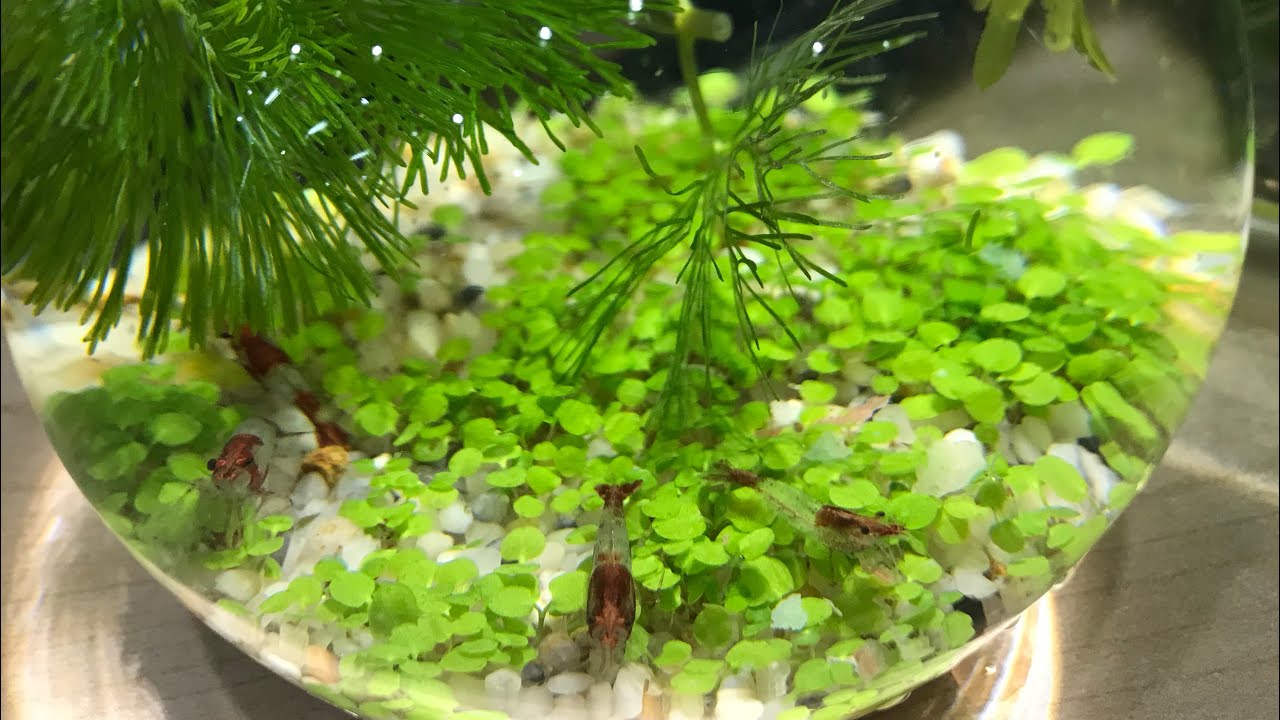 Chia Sẻ Bí Quyết Nuôi Cá Không Cần Oxy - Máy Lọc Nước Mà Nước Vẫn Trong Veo, Cá Sống Khỏe Mạnh
