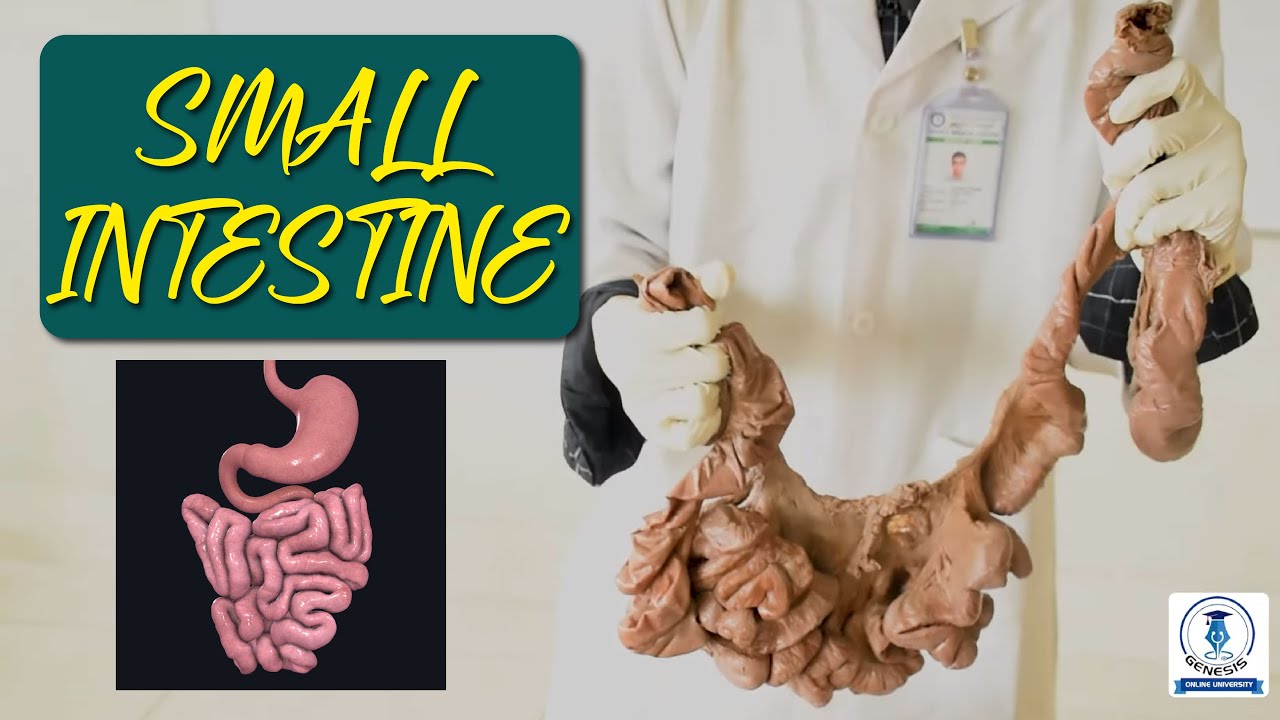 SMALL INTESTINE  || VISCERA ANATOMY || TOWSIF UR RAHIM