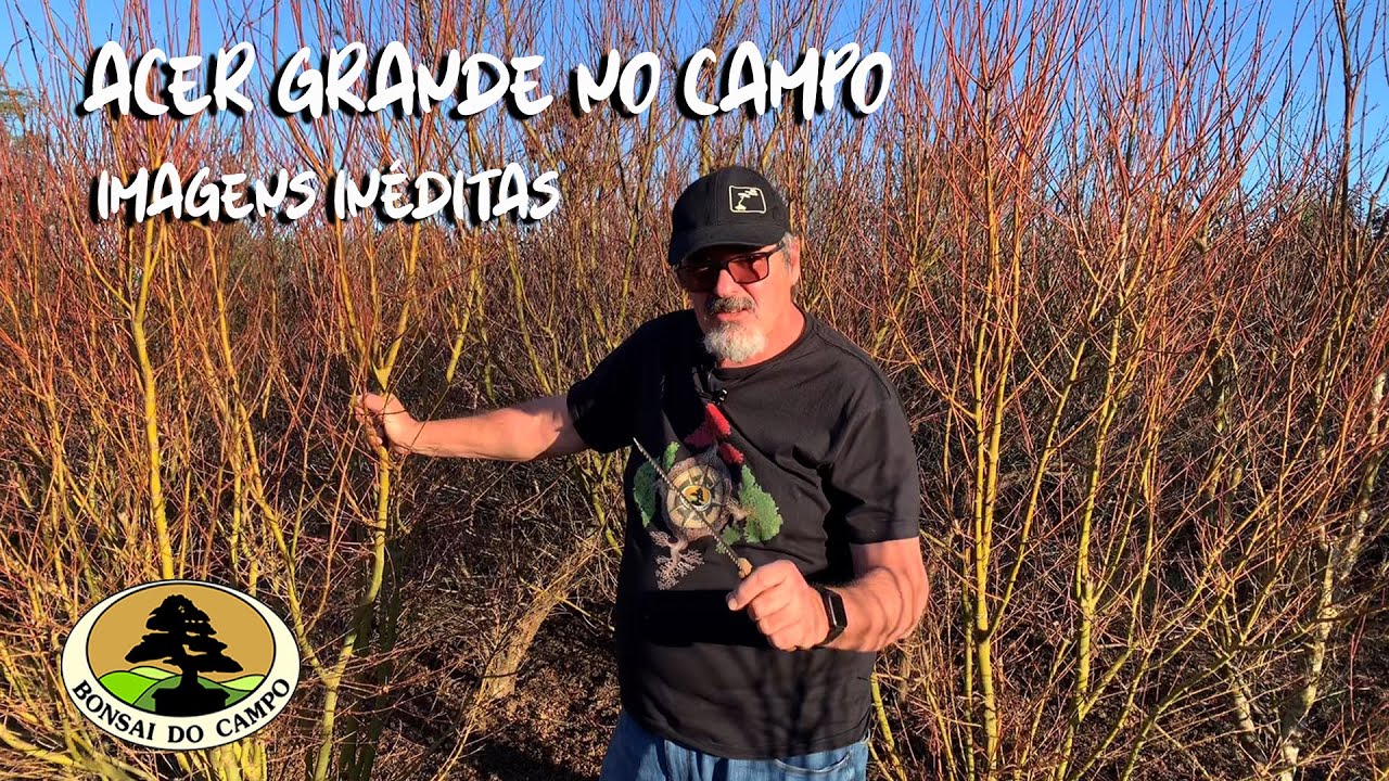 ACER GRANDE NO CAMPO. IMAGENS INÉDITAS