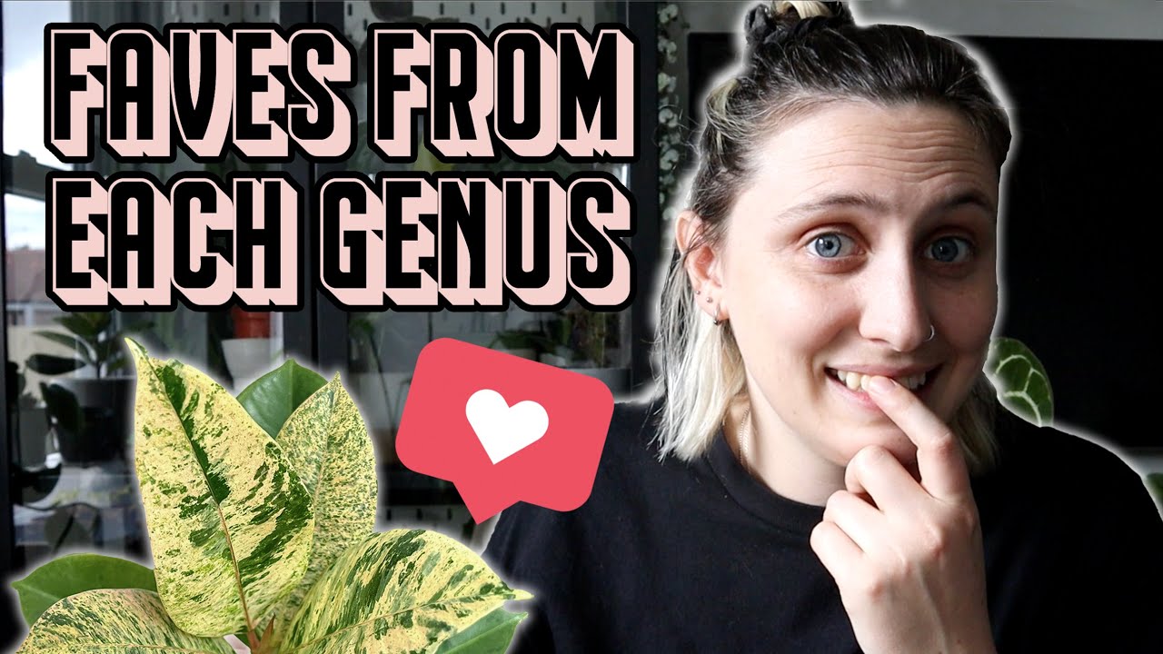 13 of my favourite plants 🪴 picking only ONE from each genus