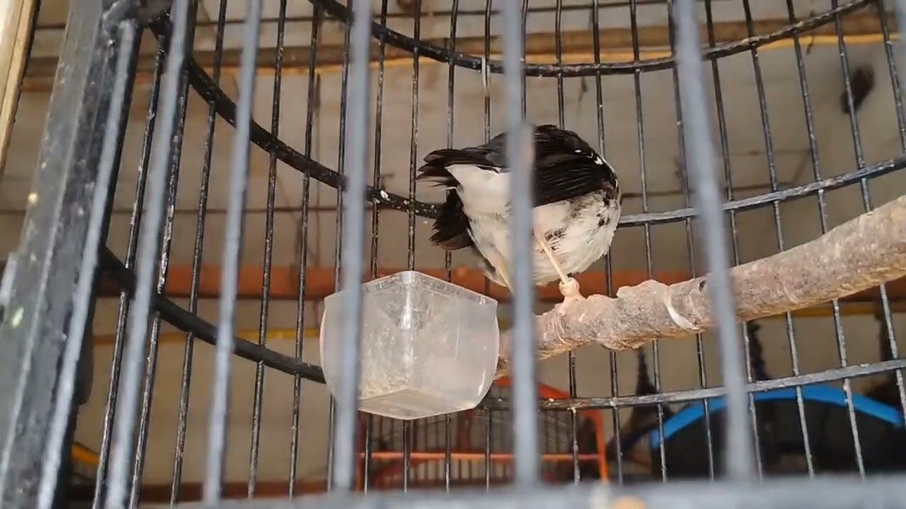 Kios ini Paling Komplit dan Gacoran.// Kios Pak Asmari.