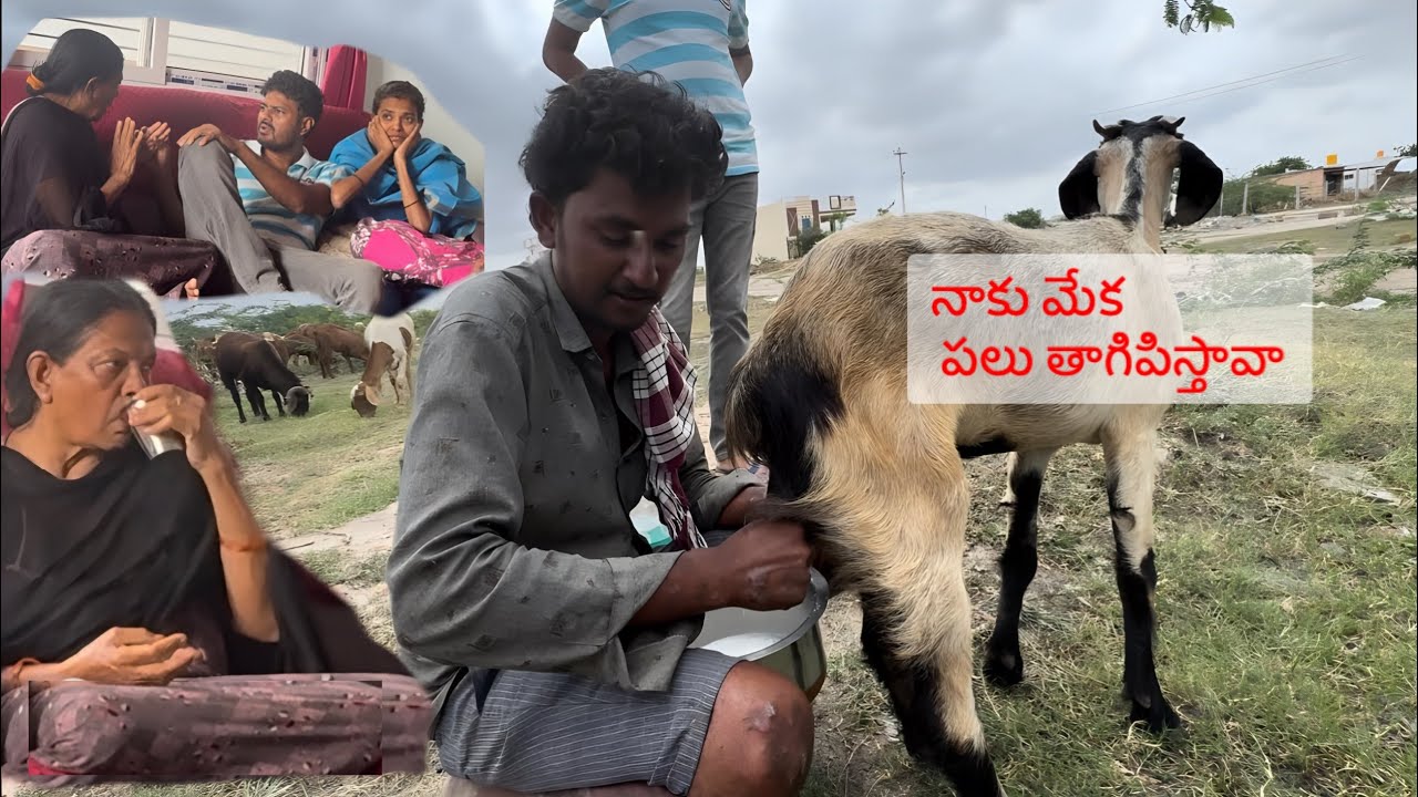 Goat Milk Prank on Paddu & Amma #prankvideo #prank #familycomedy 