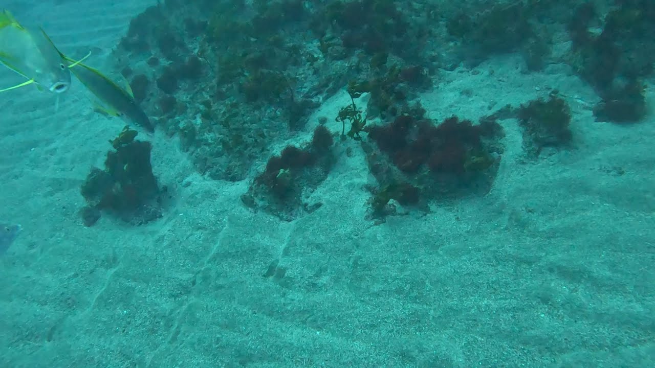 気ままなシマアジ