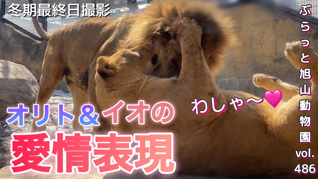 《旭山動物園ライオン&トラ》冬期最終日！3週間のお別れ。オリト＆イオの夫婦の愛し方。律儀な男の流儀vol486/Lion＆tiger family on the last day of winter
