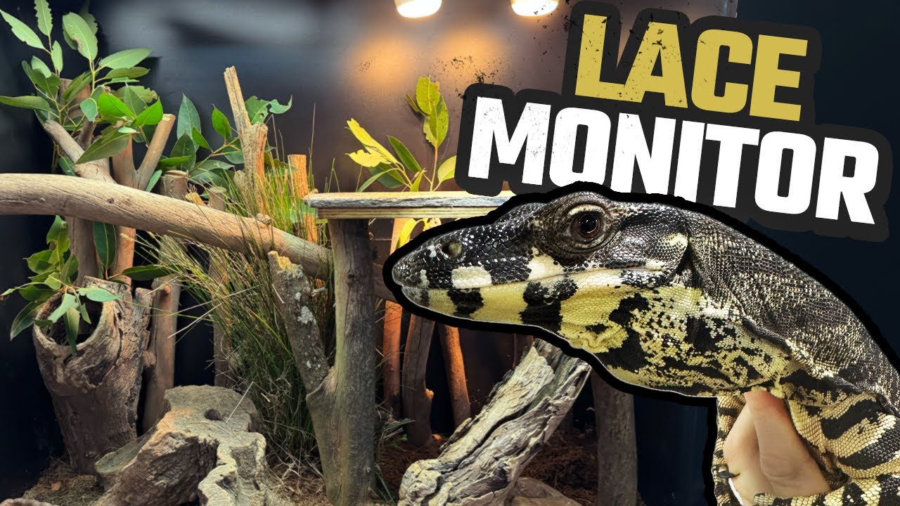 STEP-BY-STEP GUIDE TO CREATING A NATURALISTIC REPTILE ENCLOSURE | LACE MONITOR | GOANNA
