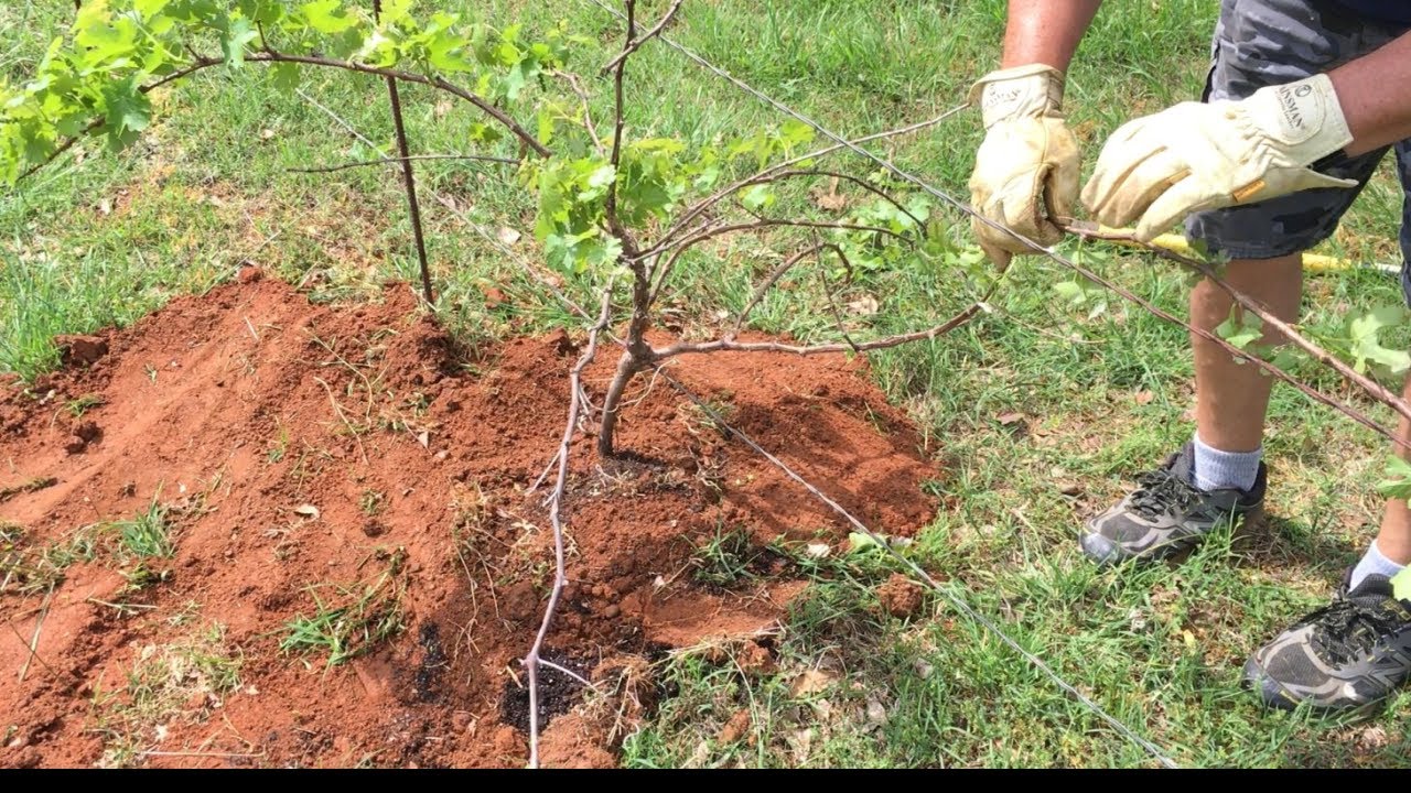 WILL THEY SURVIVE? - TRANSPLANTING MATURE GRAPEVINES