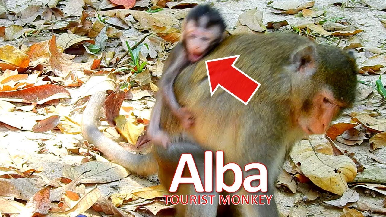 OMG Mom never wait for her baby, Pity poor baby Alba, Alba never get love from mom
