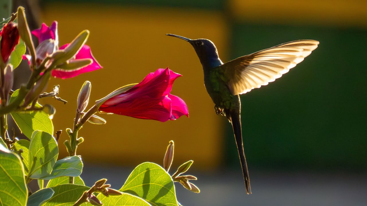 Já viu um Beija-flor-tesoura de perto? E descansando sossegado?