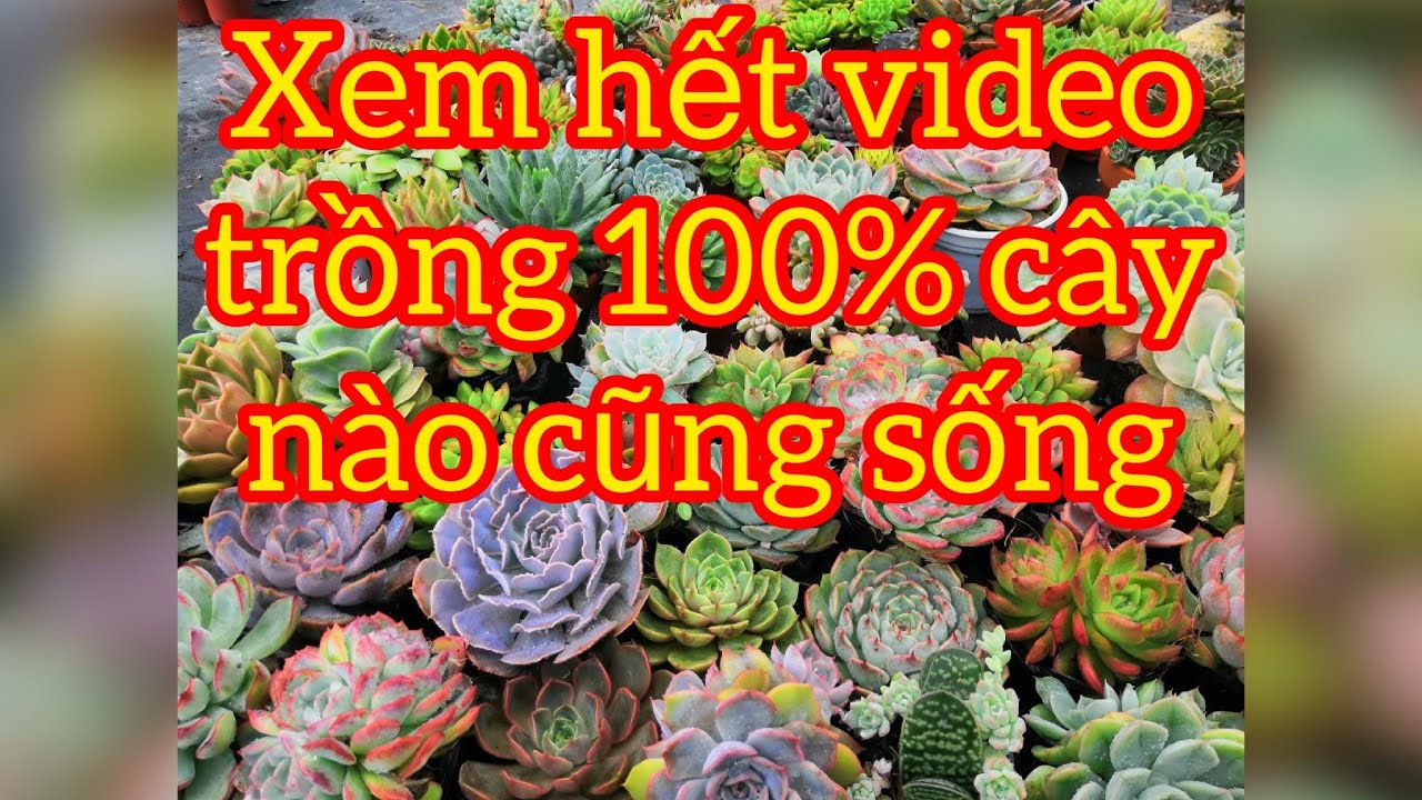 10 years of lotus growing experience shared in 30 minutes worth watching