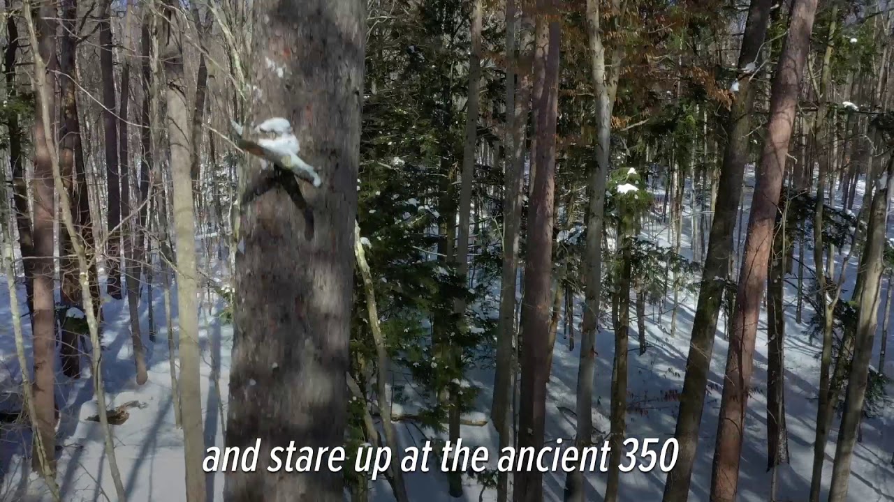 Michigan's old growth white pine forest