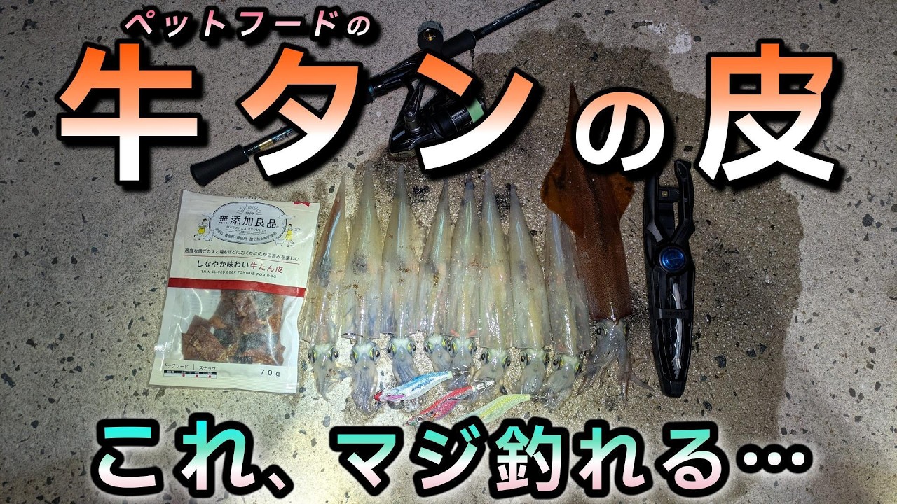 【堤防ヤリイカ】誰でも釣れる最高の餌を使ってエサ巻きエギング、まだ釣れていないなら真似してください